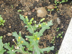 Senecio vulgaris