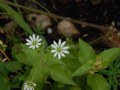 Stellaria aquatica