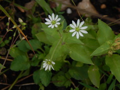 Stellaria aquatica