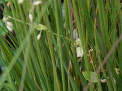 Stellaria media