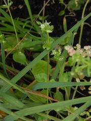Stellaria media