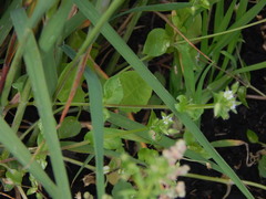 Stellaria media