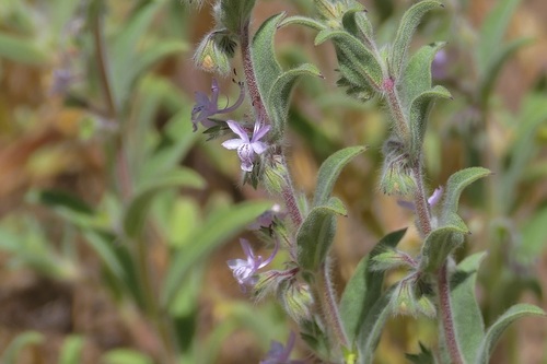 Napa bluecurls (Trichostema ruygtii)