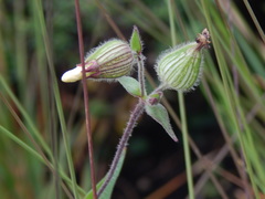 Silene latifolia alba