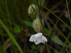 Silene latifolia alba