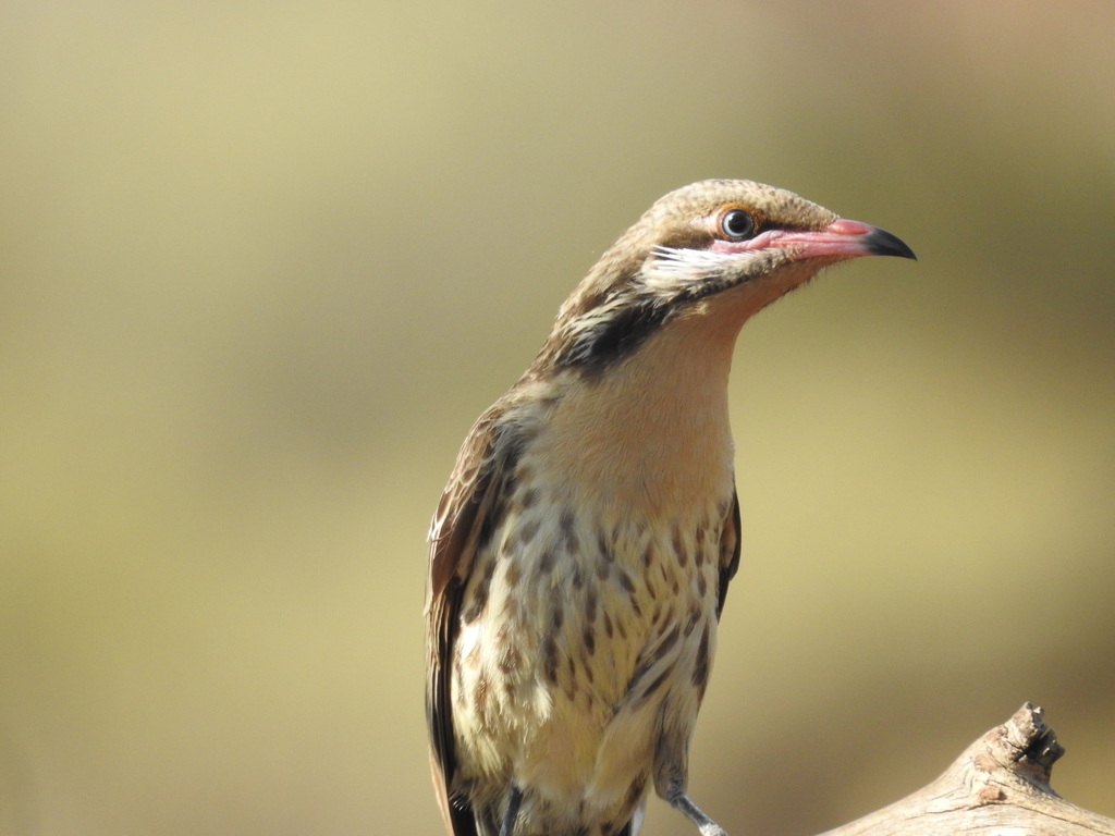 Spiny-Cheeked Honeyeater