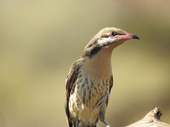 Spiny-Cheeked Honeyeater photo 1