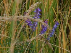 Vicia cracca