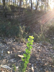 Acacia cultriformis