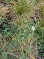 Melilotus albus