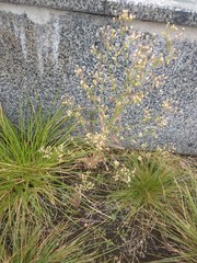 Erigeron canadensis