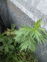 Artemisia vulgaris