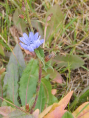 Cichorium intybus