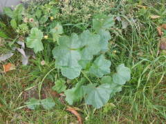 Malva pusilla