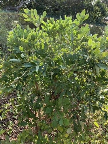 Cussonia arenicola Strey 3