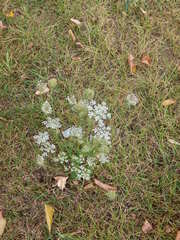 Daucus carota