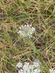 Daucus carota