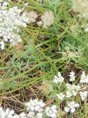 Daucus carota