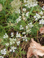 Daucus carota