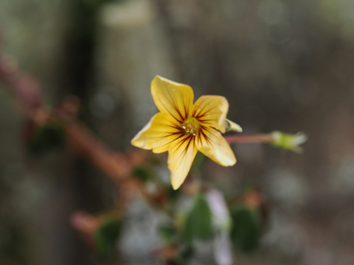 Oxalis spiralis