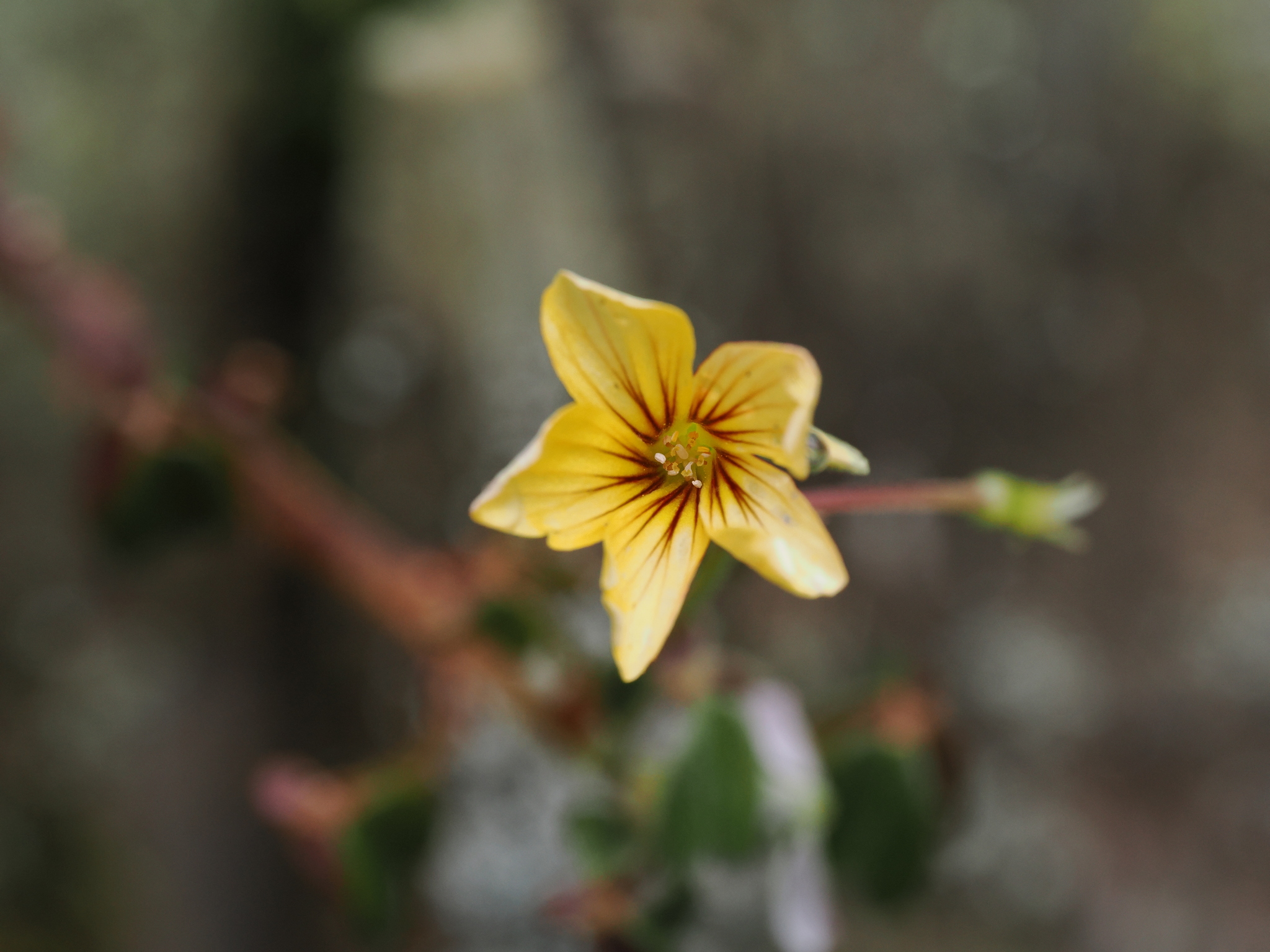 Oxalis spiralis