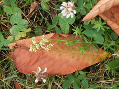 Galium mollugo
