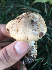 Agaricus fuscovelatus