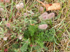 Trifolium arvense