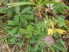 Potentilla argentea