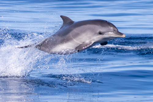 Atlantic Spotted Dolphin (Stenella frontalis), a species recorded in Florida