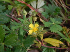 Potentilla argentea