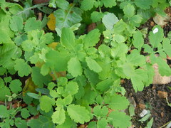 Chelidonium majus