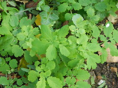 Chelidonium majus