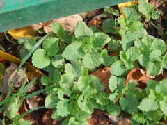Lamium album