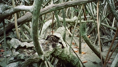 Goniopsis pulchra