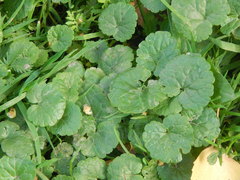 Glechoma hederacea