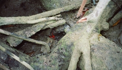 Goniopsis pulchra