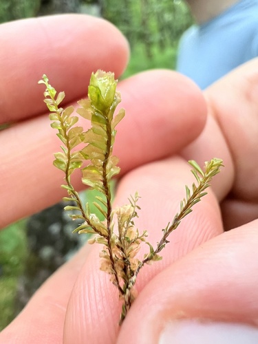 Western Featherwort (Plagiochila heterophylla)
