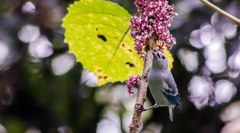 Thraupis episcopus leucoptera