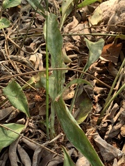 Sansevieria concinna