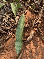 Sansevieria concinna