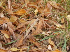 Calamagrostis epigejos