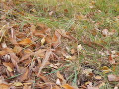 Calamagrostis epigejos