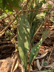 Sansevieria concinna