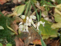 Silene vulgaris