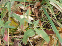 Silene vulgaris