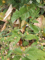 Galinsoga quadriradiata