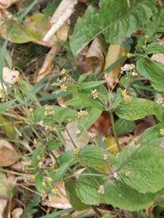 Galinsoga quadriradiata