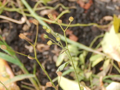 Lapsana communis