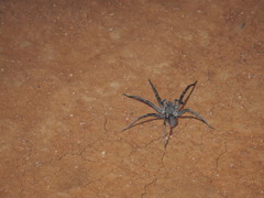 Hoggicosa